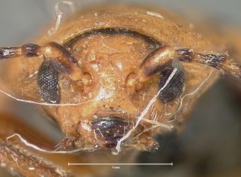 Media type: image;   Entomology 29043 Aspect: head frontal view